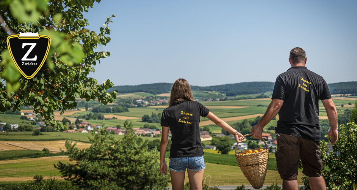 Bei der Marillenernte